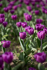 Beautiful purple tulips in nature