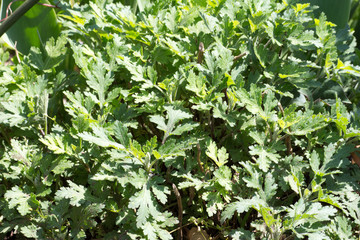Leaf of Asteraceae plant