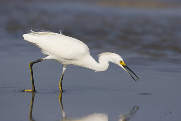 Snowy Egret, Egretta thula