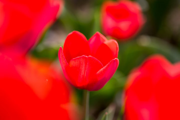 Beautiful red tulips in nature