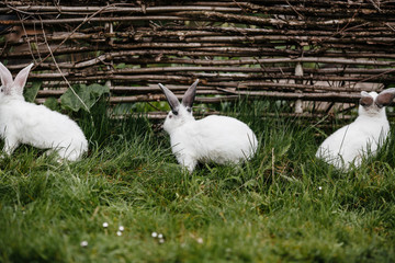 three rabbits in green grass on the farm.