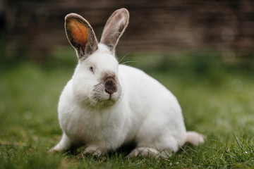 close up in top view of young cute rabbit's face