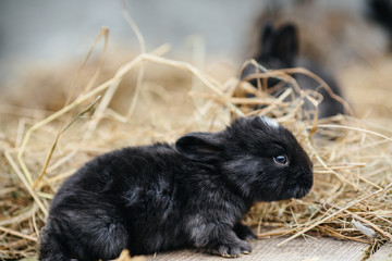 rabbit in farm cage or hutch. Breeding rabbits concept