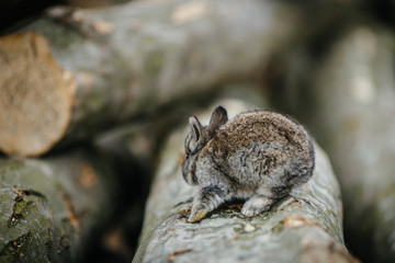 close up in top view of young cute rabbit's face