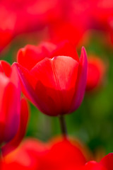 Beautiful red tulips in nature