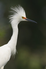 Snowy Egret, Egretta thula