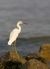 Snowy Egret, Egretta thula