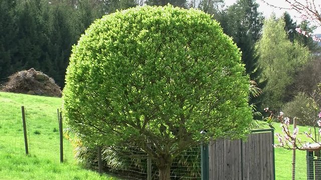 Rund geschnittene Harlekinweide bewegt sich im Fr&uuml;hlingswind