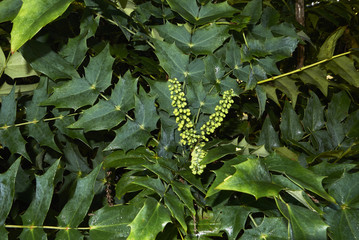 Mahonia x media
