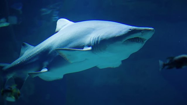 Shark Swimming Underwater