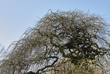 Morus alba