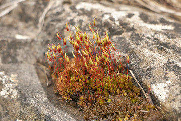 moss
