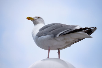 Möwe