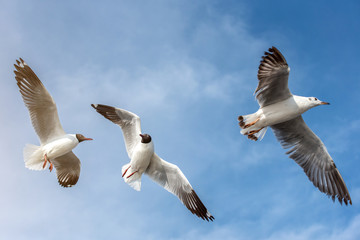 Seagulls in Gulf of Thailand