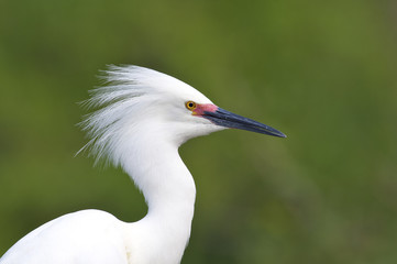 Snowy Egret, Egretta thula