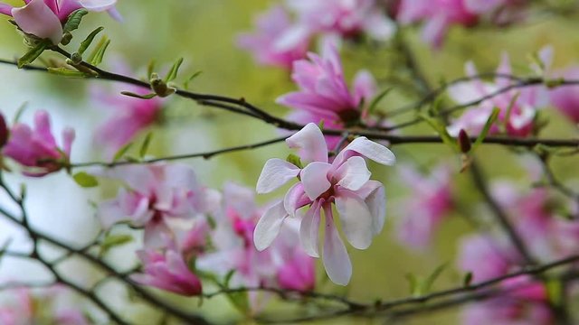 Pink magnolia flowers in green spring garden