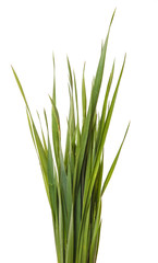 Obraz premium A bunch of green lawn grass. Isolated on white background