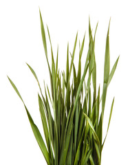 A bunch of green lawn grass. Isolated on white background