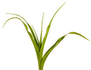 Green leaves of the daylily without flowers. Isolated on white background