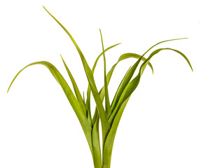Green leaves of the daylily without flowers. Isolated on white background