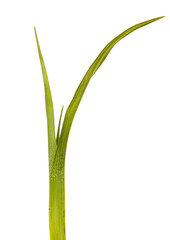 Green leaves of the daylily without flowers. Isolated on white background