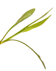 Green leaves of aster of the New Belgian. Isolated on white background