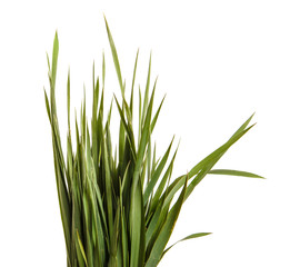 A bunch of green lawn grass. Isolated on white background