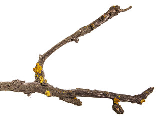 Dry branches with cracked dark bark. Isolated on white background