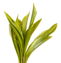 Young green leaves of lily of the valley. Over white background