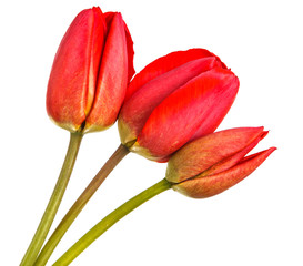 Bouquet of red tulips. Isolated on white background