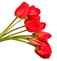 Bouquet of red tulips. Isolated on white background