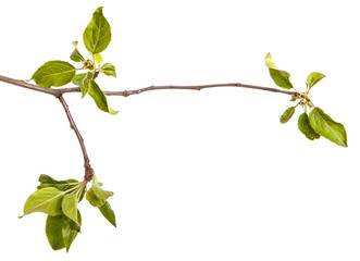 Branch of an apple tree with young green leaves. Isolated on white background