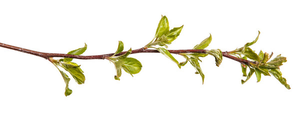 Branch of an apple tree with young green leaves. Isolated on white background