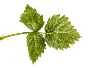 Young green raspberry sprout with green leaves. Isolated on white background