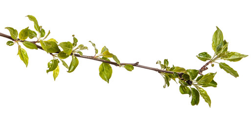Obraz na płótnie Canvas Branch of an apple tree with young green leaves. Isolated on white background
