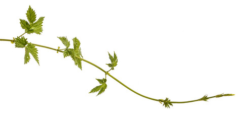 A green sprout of hops. Isolated on white background