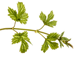 A green sprout of hops. Isolated on white background