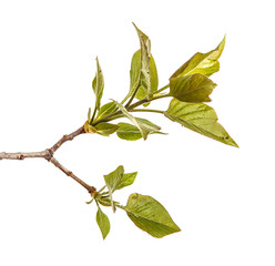 A branch of a lilac bush with young green leaves. Isolated on white background