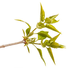 A branch of a lilac bush with young green leaves. Isolated on white background
