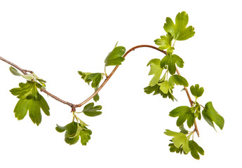 Fototapeta na wymiar A branch of a currant bush with young green leaves. Isolated on white background