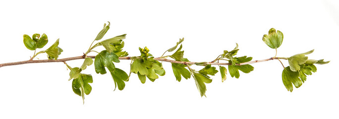 A branch of a currant bush with young green leaves. Isolated on white background
