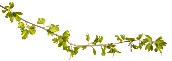 A branch of a currant bush with young green leaves. Isolated on white background