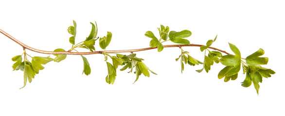 A branch of a currant bush with young green leaves. Isolated on white background