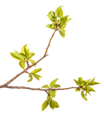 A branch of a plum tree with young green leaves. Isolated on white background