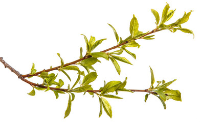 A branch of a plum tree with young green leaves. Isolated on white background