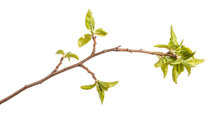 A branch of a plum tree with young green leaves. Isolated on white background