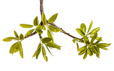 A branch of pear tree with young green leaves. Isolated on white background