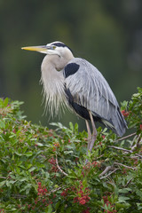 Fototapeta premium Great Blue Heron, Ardea herodias