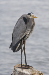 Great Blue Heron, Ardea herodias