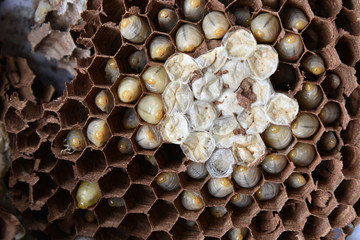 hornet's nest with larva. wasps' nest with larva.